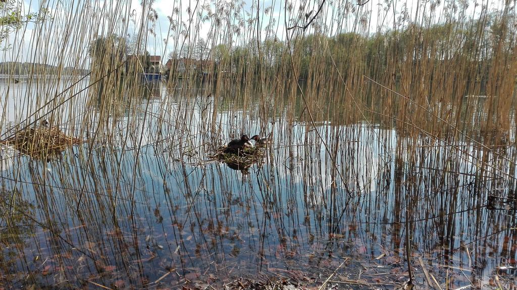 Stara Kamienica Centrum Mrągowo Buitenkant foto